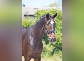 Hanovrien, Hongre, 4 Ans, 173 cm, Bai brun