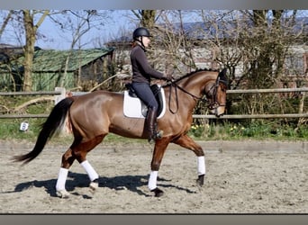 Hanovrien, Hongre, 4 Ans, 173 cm, Bai