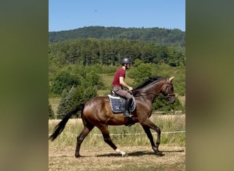 Hanovrien, Hongre, 4 Ans, 173 cm, Bai