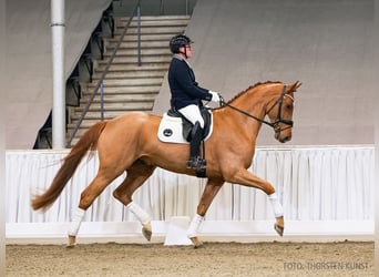 Hanovrien, Hongre, 4 Ans, 173 cm, Bai