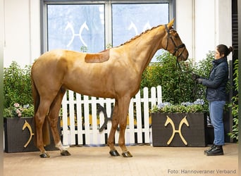 Hanovrien, Hongre, 4 Ans, 173 cm, Bai