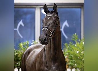 Hanovrien, Hongre, 4 Ans, 173 cm, Noir