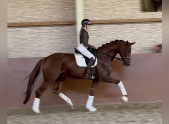 Hanovrien, Hongre, 4 Ans, 174 cm, Alezan brûlé