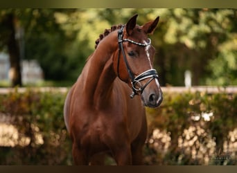 Hanovrien, Hongre, 4 Ans, 174 cm, Alezan brûlé