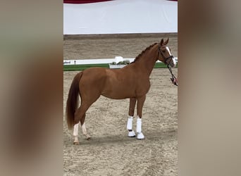 Hanovrien, Hongre, 4 Ans, 174 cm, Alezan