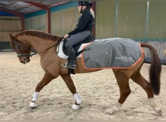 Hanovrien, Hongre, 4 Ans, 174 cm, Alezan