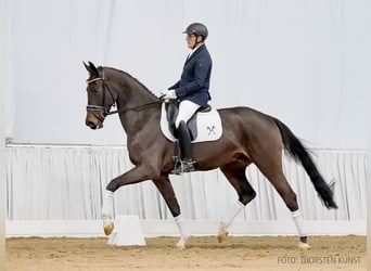 Hanovrien, Hongre, 4 Ans, 174 cm, Bai brun