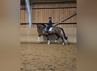 Hanovrien, Hongre, 4 Ans, 174 cm, Bai