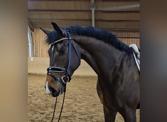 Hanovrien, Hongre, 4 Ans, 174 cm, Bai