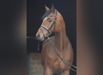 Hanovrien, Hongre, 4 Ans, 174 cm, Bai