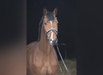 Hanovrien, Hongre, 4 Ans, 174 cm, Bai