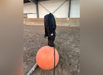 Hanovrien, Hongre, 4 Ans, 174 cm, Bai