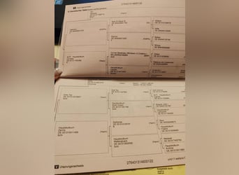 Hanovrien, Hongre, 4 Ans, 174 cm, Gris