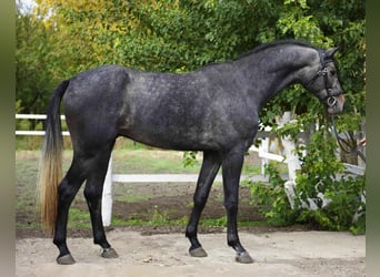 Hanovrien, Hongre, 4 Ans, 174 cm, Gris