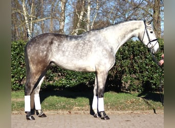 Hanovrien, Hongre, 4 Ans, 174 cm, Gris