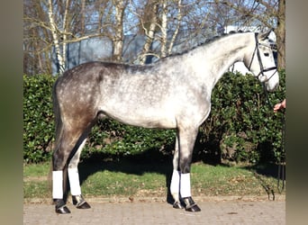 Hanovrien, Hongre, 4 Ans, 174 cm, Gris