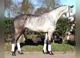 Hanovrien, Hongre, 4 Ans, 174 cm, Gris