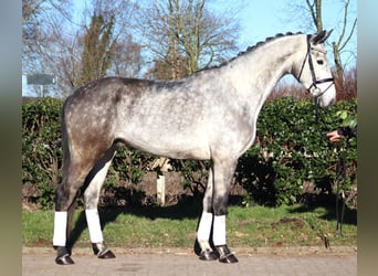Hanovrien, Hongre, 4 Ans, 174 cm, Gris