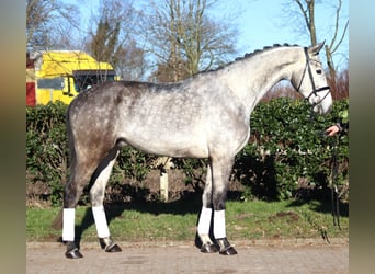 Hanovrien, Hongre, 4 Ans, 174 cm, Gris