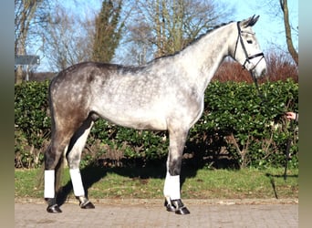 Hanovrien, Hongre, 4 Ans, 174 cm, Gris