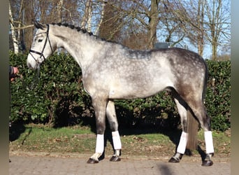 Hanovrien, Hongre, 4 Ans, 174 cm, Gris