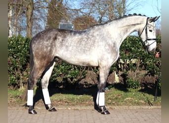 Hanovrien, Hongre, 4 Ans, 174 cm, Gris