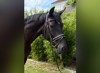 Hanovrien, Hongre, 4 Ans, 174 cm, Noir