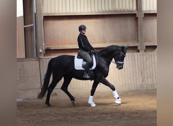 Hanovrien, Hongre, 4 Ans, 174 cm, Noir