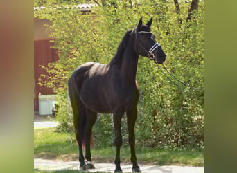 Hanovrien, Hongre, 4 Ans, 174 cm, Noir