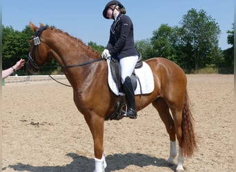 Hanovrien, Hongre, 4 Ans, 175 cm, Alezan