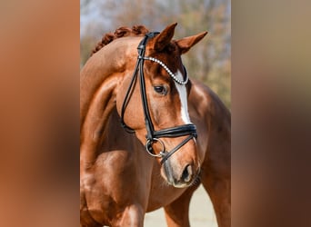 Hanovrien, Hongre, 4 Ans, 175 cm, Alezan