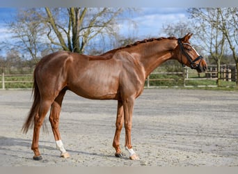 Hanovrien, Hongre, 4 Ans, 175 cm, Alezan