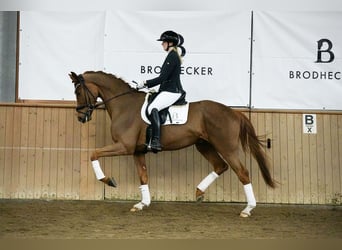 Hanovrien, Hongre, 4 Ans, 175 cm, Alezan