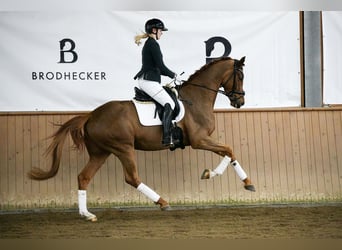 Hanovrien, Hongre, 4 Ans, 175 cm, Alezan