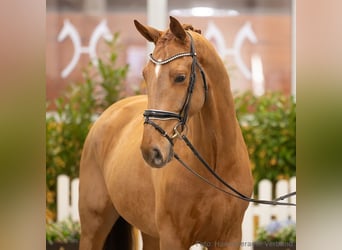 Hanovrien, Hongre, 4 Ans, 175 cm, Alezan