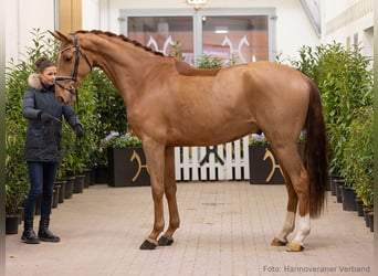 Hanovrien, Hongre, 4 Ans, 175 cm, Alezan