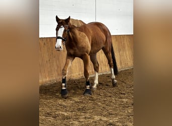 Hanovrien, Hongre, 4 Ans, 175 cm, Alezan