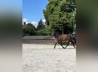 Hanovrien, Hongre, 4 Ans, 175 cm, Bai brun