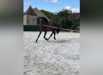 Hanovrien, Hongre, 4 Ans, 175 cm, Bai brun