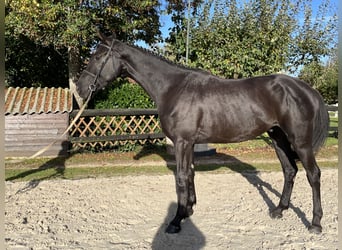 Hanovrien, Hongre, 4 Ans, 175 cm, Bai brun