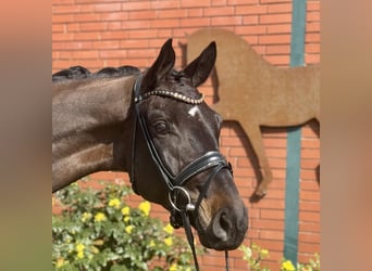 Hanovrien, Hongre, 4 Ans, 175 cm, Bai