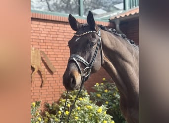 Hanovrien, Hongre, 4 Ans, 175 cm, Bai