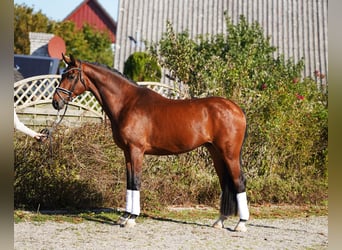 Hanovrien, Hongre, 4 Ans, 175 cm