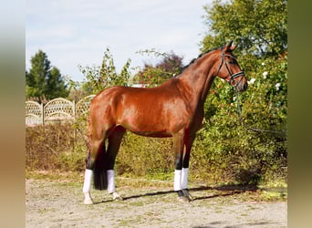Hanovrien, Hongre, 4 Ans, 175 cm