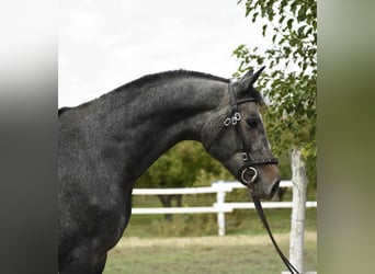 Hanovrien, Hongre, 4 Ans, 175 cm, Gris pommelé