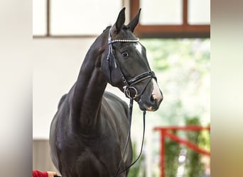 Hanovrien, Hongre, 4 Ans, 175 cm, Noir