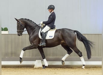 Hanovrien, Hongre, 4 Ans, 175 cm, Noir