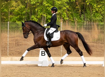 Hanovrien, Hongre, 4 Ans, 176 cm, Bai