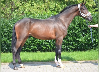 Hanovrien, Hongre, 4 Ans, 176 cm, Bai Hanovrien, Hongre, 4 Ans, 176 cm, Bai