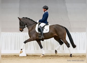Hanovrien, Hongre, 4 Ans, 176 cm, Bai